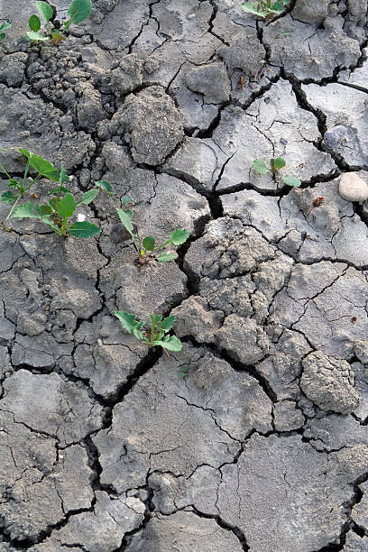 istock Small New Plants Reborn on Dry Cracked Soil 182885881