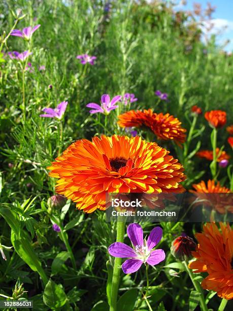 Calendula Officinalis Blossom Stockfoto und mehr Bilder von Alternative Medizin - Alternative Medizin, Aufrechte Studentenblume, Fotografie