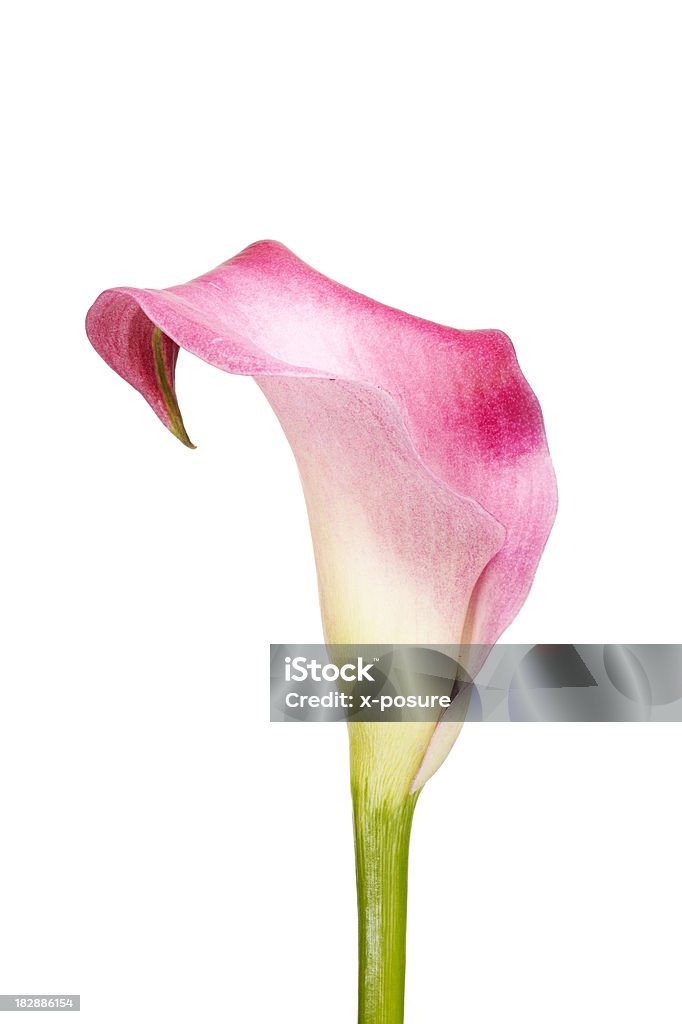 Arum - Photo de Arbre en fleurs libre de droits