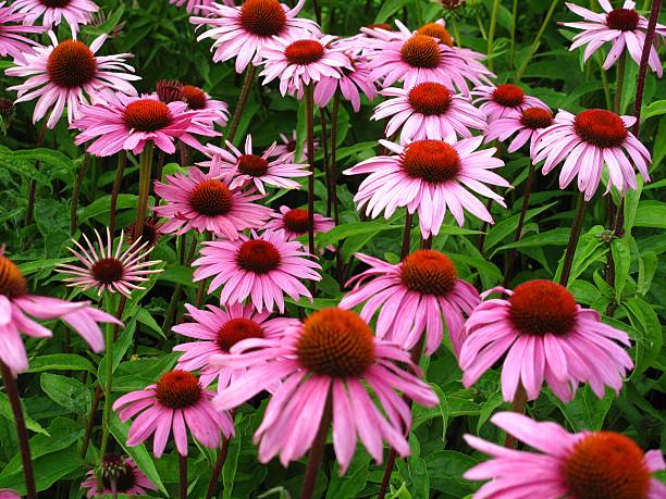 istock Close-up of Echinacea flowers in the grass 182886241