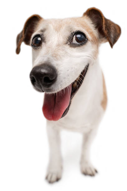 istock Confident smiling full length dog looking at camera and smiling 1828862982