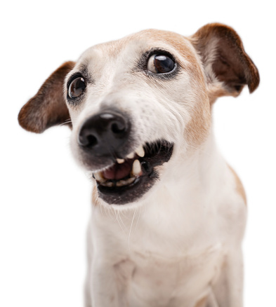 Grumpy angry dog face. dog with sarcastic smile surprised confused face looking at camera. White background. Senior elderly pet.