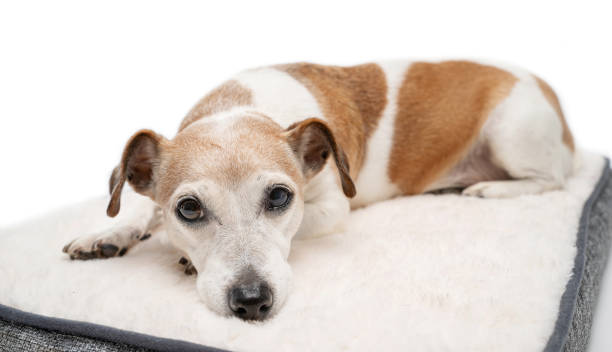 istock Relaxed calm dog face looking at camera. 1828863526