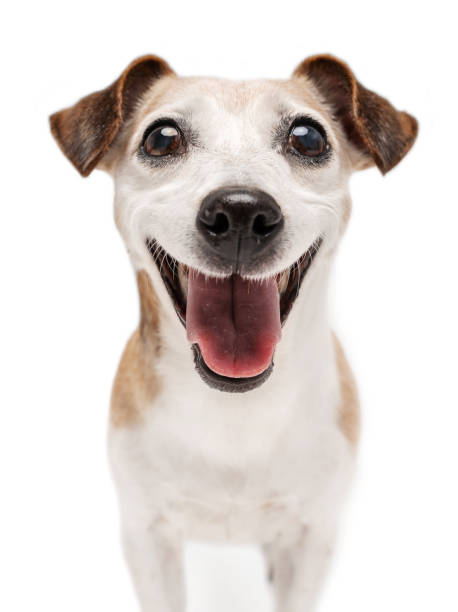 istock dog with wide big smile looking at camera. 1828864042