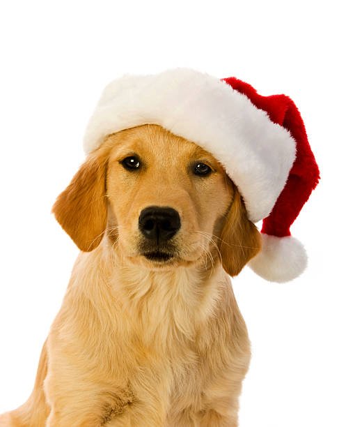 istock Santa Golden Retriever Puppy 182886412