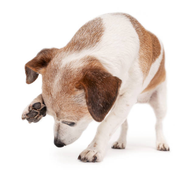 istock dog Jack Russell terrier looking down bending over scratching his face with his paw 1828864548