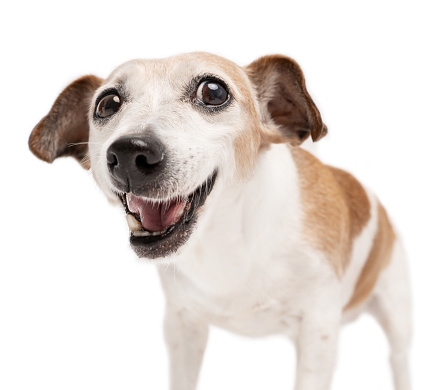 Small happy cute dog with sarcastic smile surprised confused face looking at camera. White background. Senior elderly pet