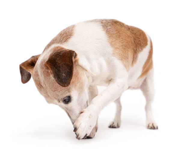 istock dog Jack Russell terrier looking down bending over scratching his face with his paw 1828865066