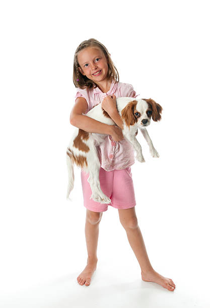 istock Little Girl holding a Cavalier King Charles Spaniel 182886683