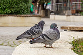 Pigeons and doves in a public park. Birds
