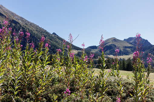 Fireweeds (Chamaenerion angustifolium, or Epilobium angustifolium, family: Onagraceae)  with grazing meadows and mountains in the background (Ayas Valley, Aosta Valley, Italy).