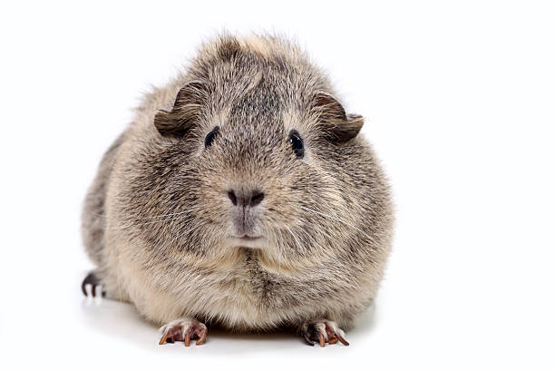 Grey guinea pig isolated on white stock photo