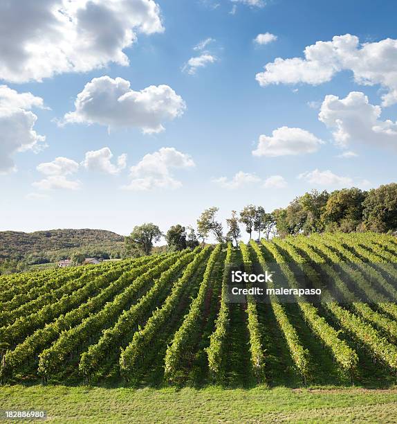 Vineyard Foto de stock y más banco de imágenes de Agricultura - Agricultura, Bodega de vino, Campo - Tierra cultivada