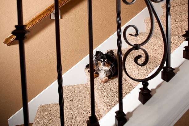 istock Entry Hall of upscale home chihuahua dog 182887143