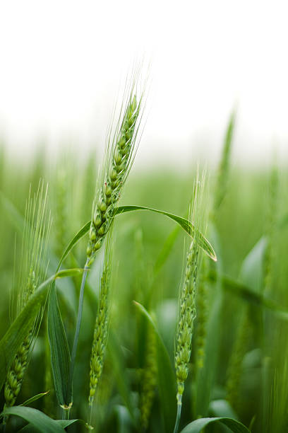 istock Field of green Wheat isolated on white 182887150