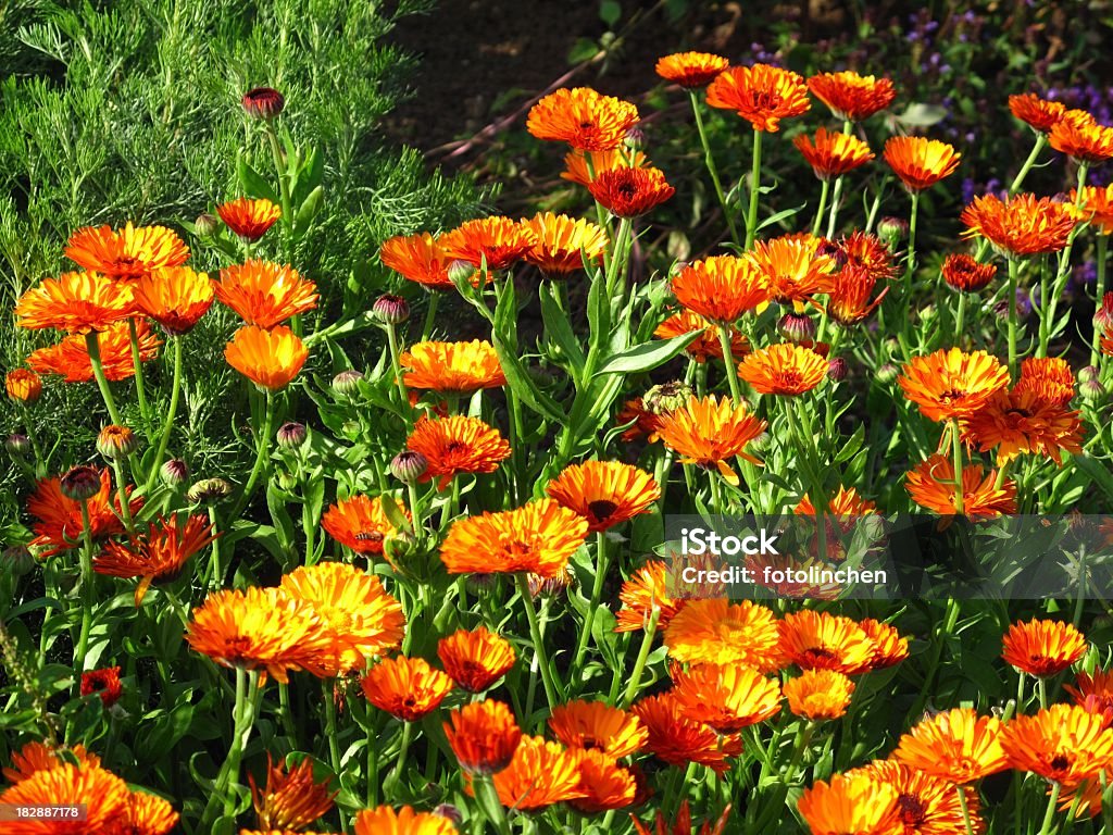 Calendula officinalis Blüten - Lizenzfrei Alternative Medizin Stock-Foto