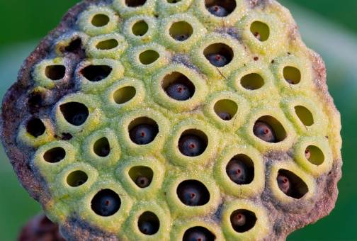 The pod is the remains of a Lotus flower with seeds for new growth located in the holes in the Lotus pod. For similar photos check out my