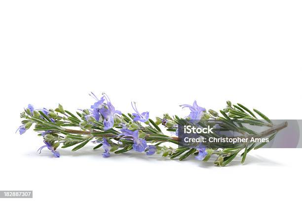 Cornejo Un Símbolo De Espiga De Nuevo Con Romero Foto de stock y más banco de imágenes de Romero - Romero, Flor, Alimento