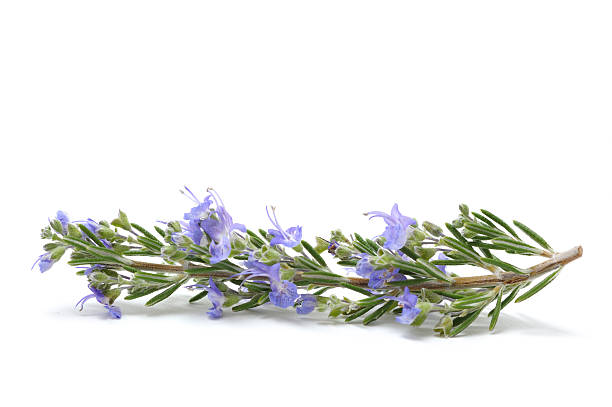 Isolated sprig of fresh Rosemary with flowers.See more