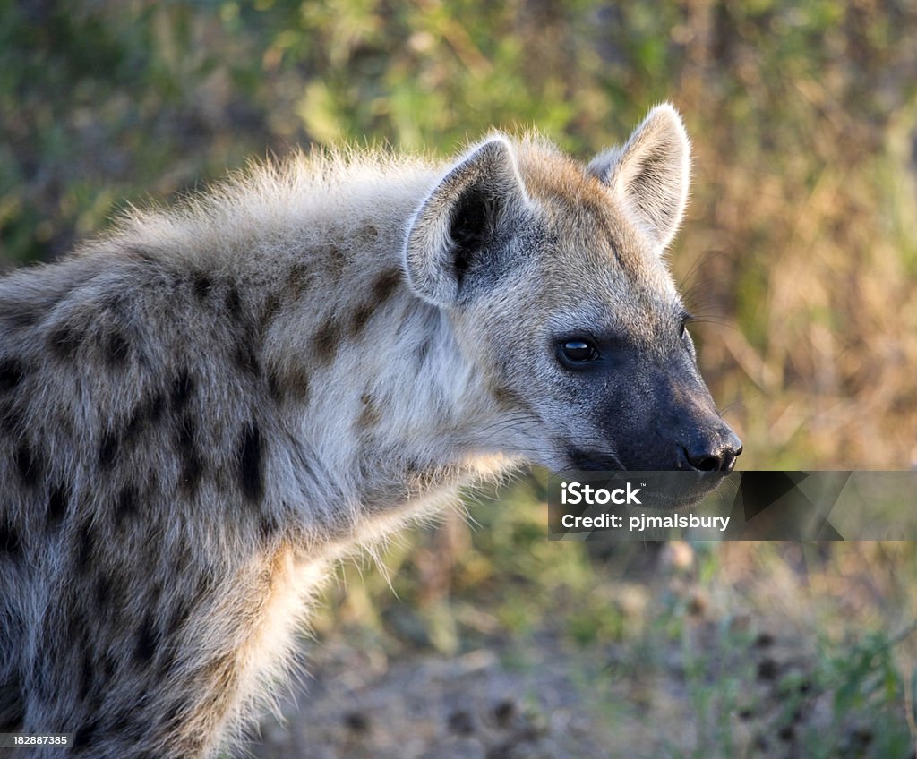 Young Hyena "Taken in the Okavango, Botswana" Africa Stock Photo