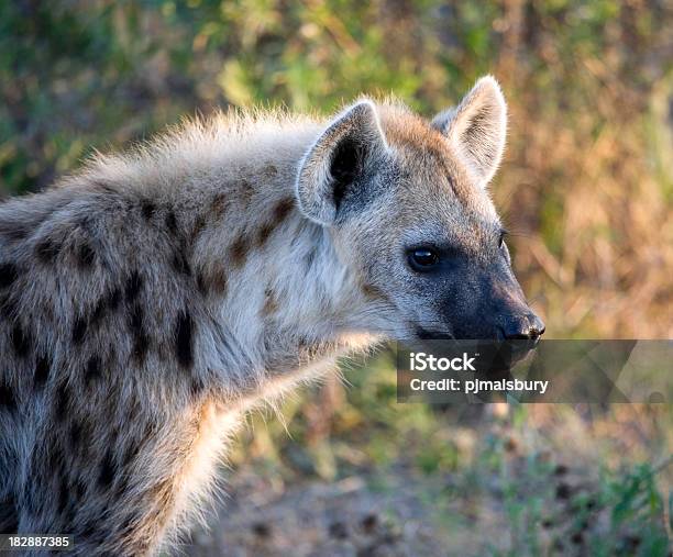 Young Hyena Stock Photo - Download Image Now - Africa, Animal, Animal Themes