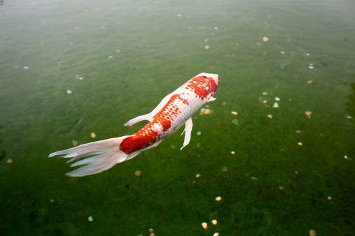 A Koi fish swims above glimmering coins in a large fountain