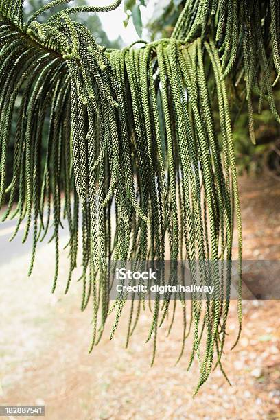 Tropische Evergreen Baum Stockfoto und mehr Bilder von Baum - Baum, Bildhintergrund, Borste