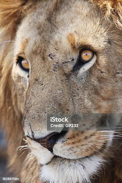 Leão Olhem - Fotografias de stock e mais imagens de Amarelo - Amarelo, Animal, Animal de Safari