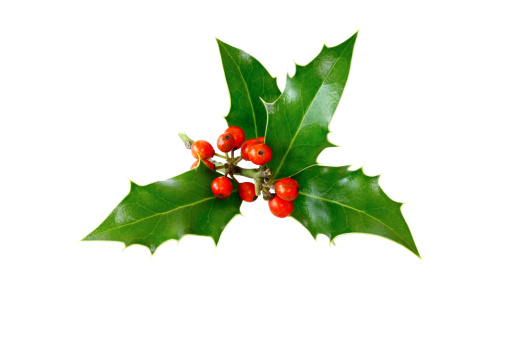Isolated Holly Twig