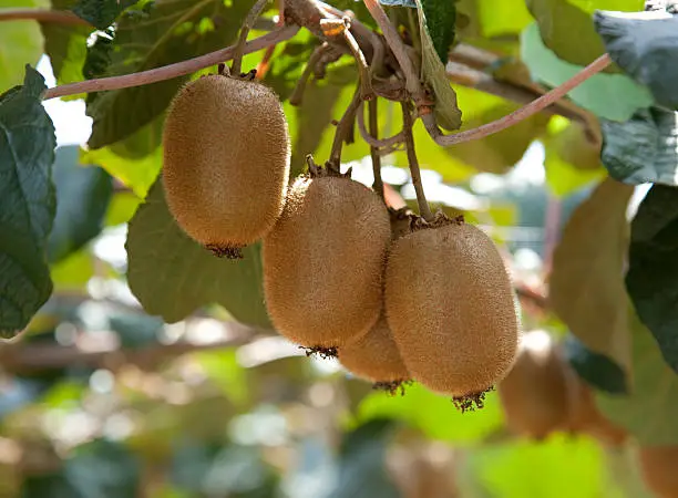 growing-up of kiwifruit