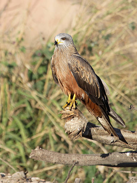 istock Black Kite, Milvus migrans, Isalo NP, Madagascar 182887667