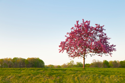 One beautiful flowering crab tree in a field
