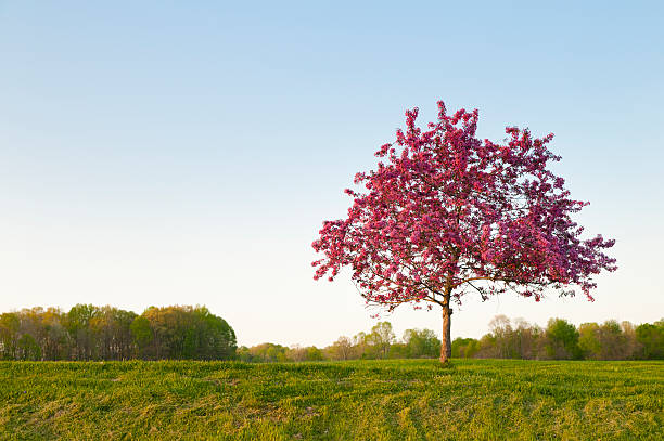 Lonely Flowering Crab Apple Tree stock photo