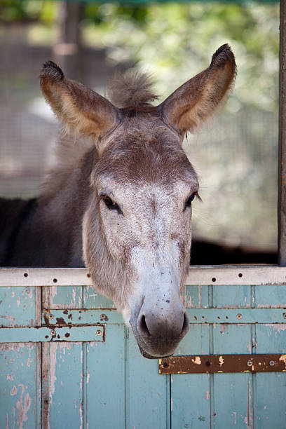 istock Donkey on a farm in Udine, Italy 182887729