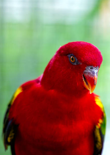 Vibrant Chattering Lory, a lively parrot from Indonesia, adorned in a kaleidoscope of hues, capturing the spirit of tropical beauty.
