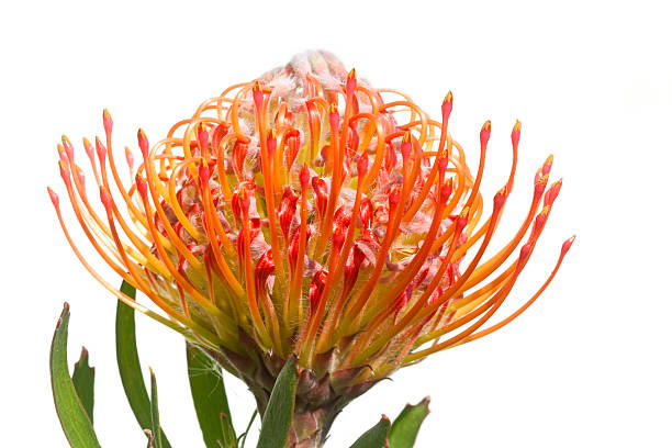 Pincushion protea stock photo