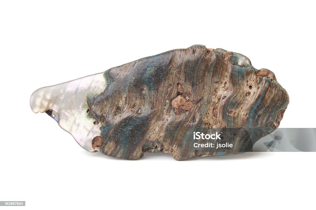 Closeup of an abalone shell Closeup of a single polished abalone shell isolated on white.  Image has a very shallow depth of field and includes a clipping path. Abalone Stock Photo