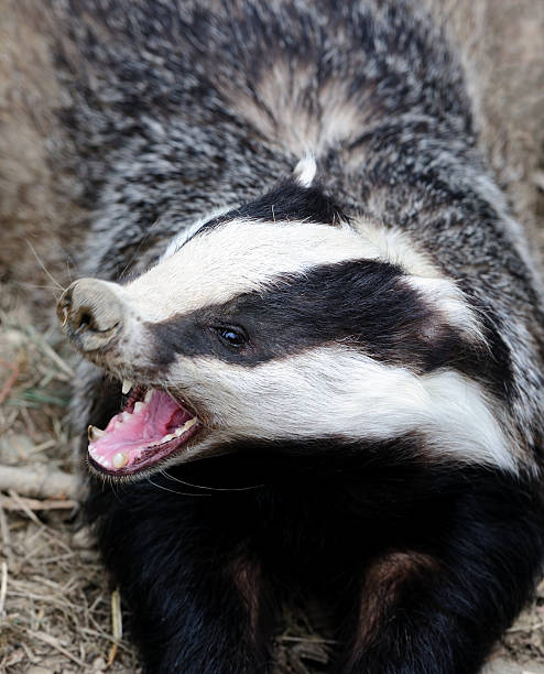 istock Angry badger with mouth open showing teeth 182887887