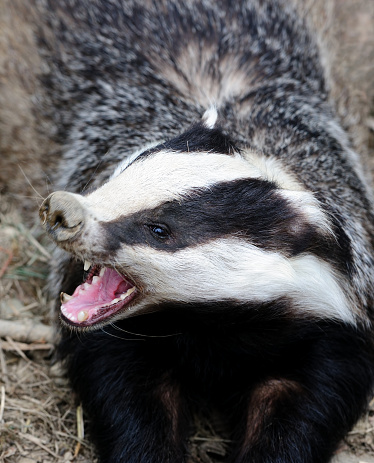 Close-up of an European badger also called Eurasian badger (Mele meles). This species belongs to the weasel family (Mustelidae).
