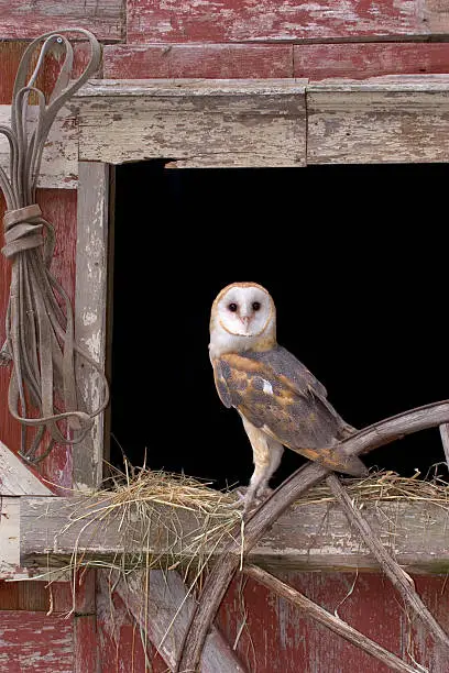 Photo of Barn Owl