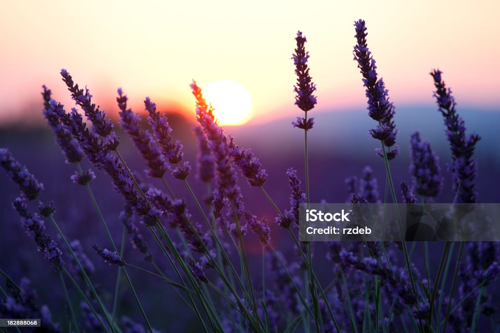 Fleurs de lavande et de coucher du soleil - Photo de Capitule libre de droits