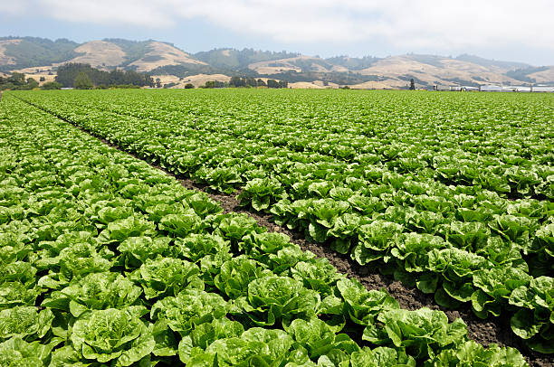 istock Field of Romaine Lettuce 182888297