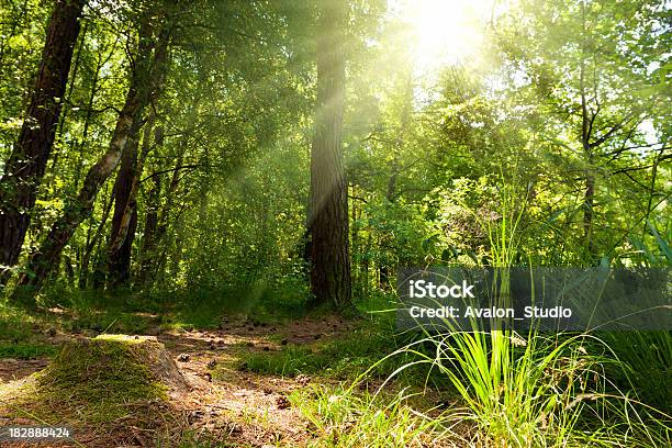 Forest Y Sol Foto de stock y más banco de imágenes de Abeto - Abeto, Abeto Picea, Aire libre