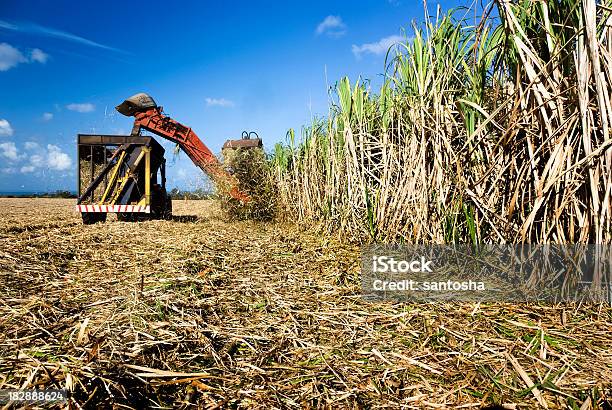 Caña De Azúcar La Cosecha Foto de stock y más banco de imágenes de Caña de azúcar - Caña de azúcar, Cosechar, Industria