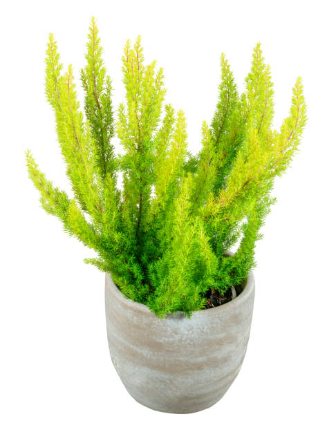 istock Isolated potted green tree heather plant 1828886241