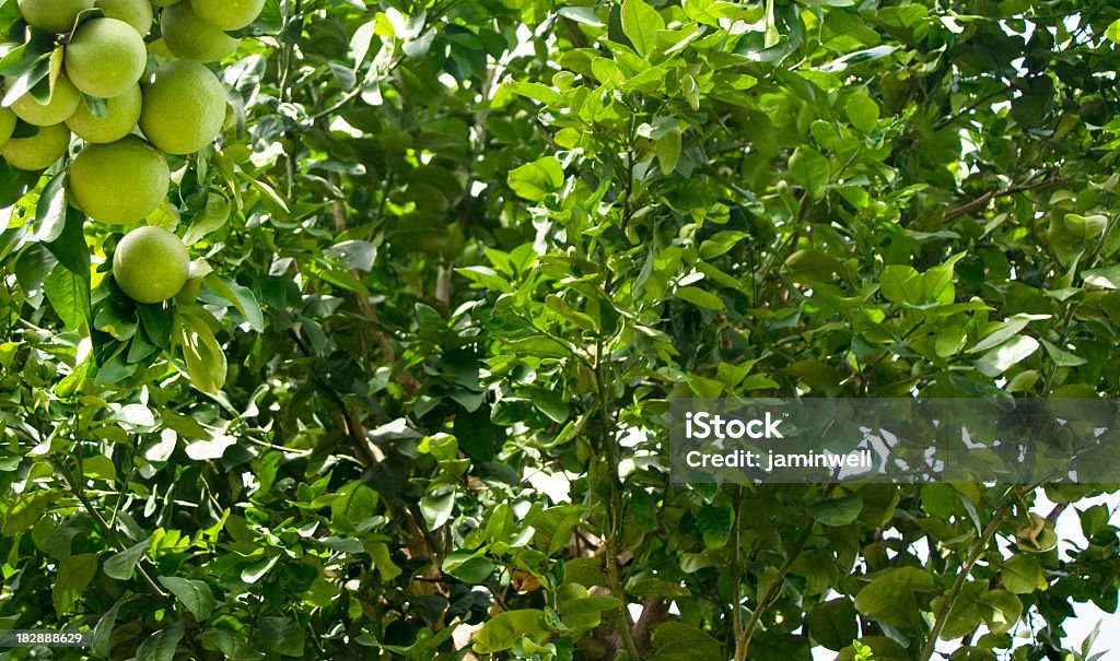 A vegetação exuberante e frutas - Foto de stock de Arbusto royalty-free