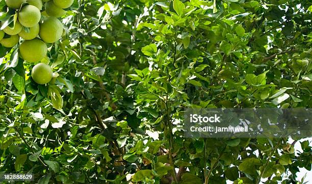 Foto de A Vegetação Exuberante E Frutas e mais fotos de stock de Arbusto - Arbusto, Toronja, Abstrato