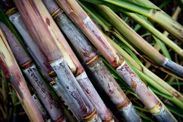 Details of sugar cane