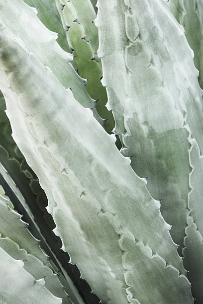 istock Agave Succulent Plant Leaves 182888768