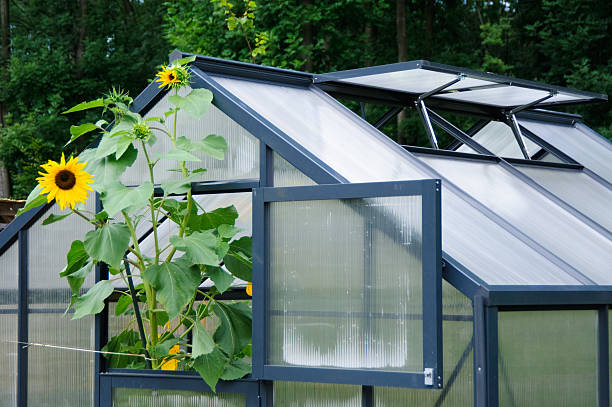 istock Sunflower growing in greenhouse 182888774